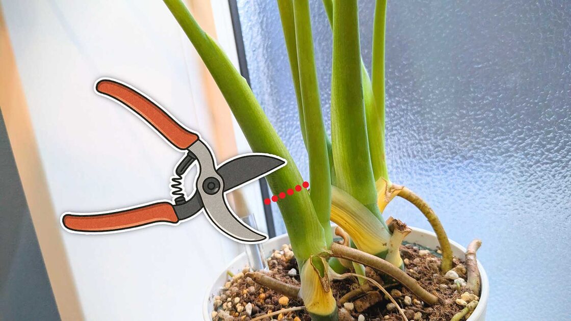 剪定の具体的な方法